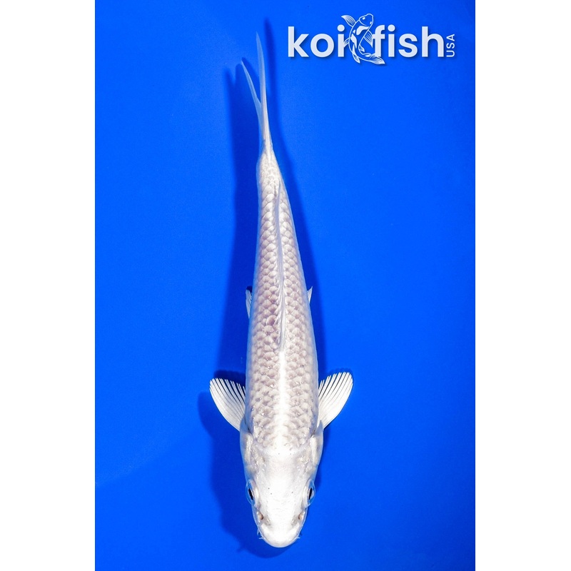 5" PLATINUM OGON