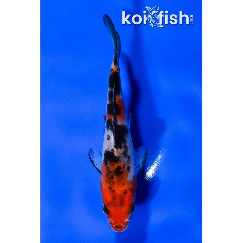 5" SANKE