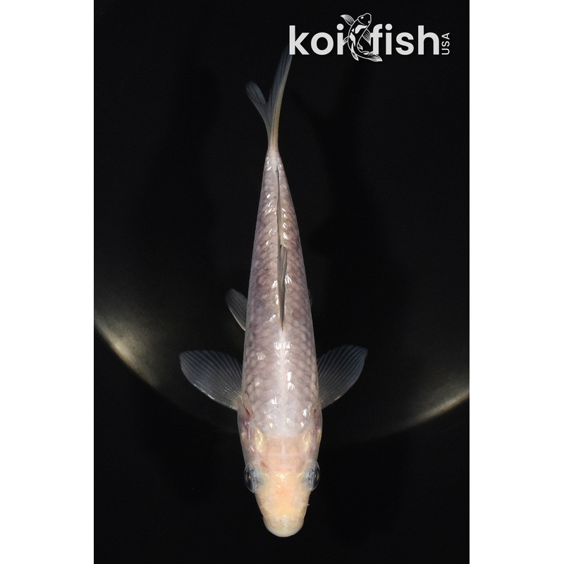 5" SORAGOI