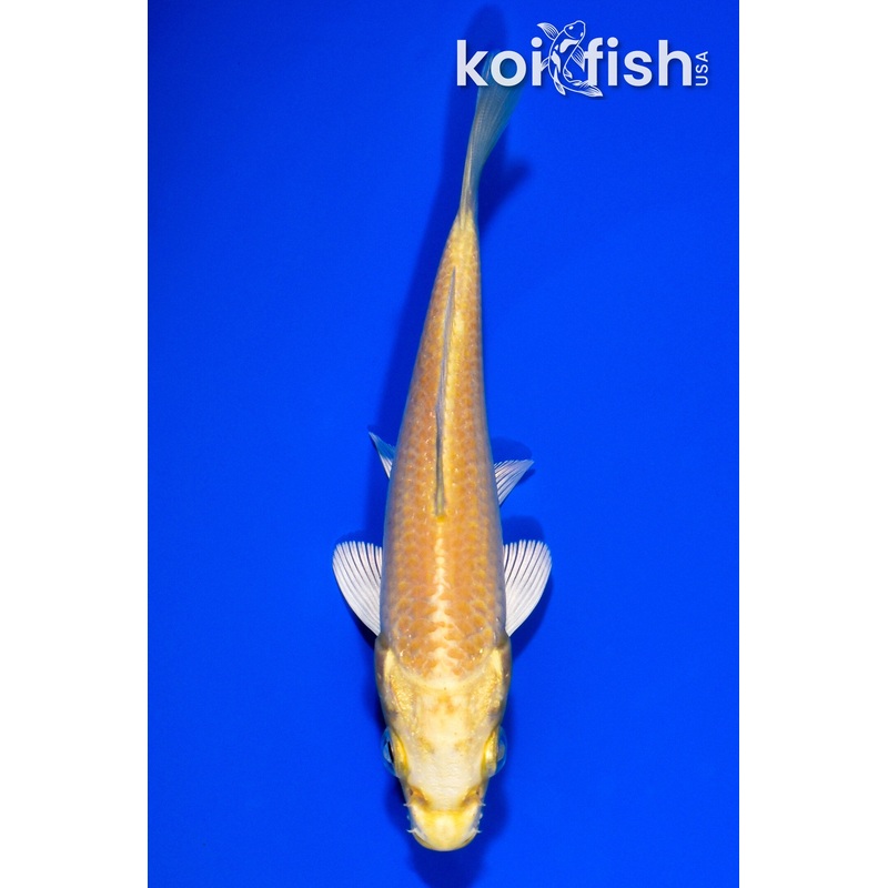 5" YAMABUKI OGON