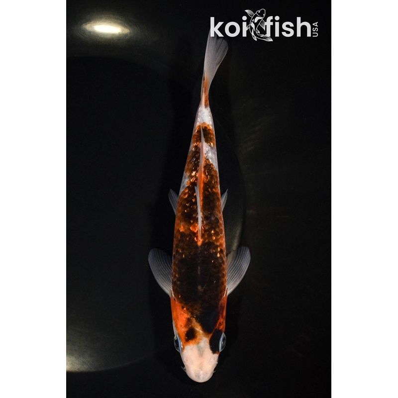 6.25" GINRIN GOROMO