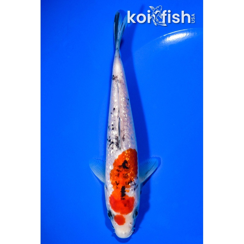 6.25" GINRIN SANKE
