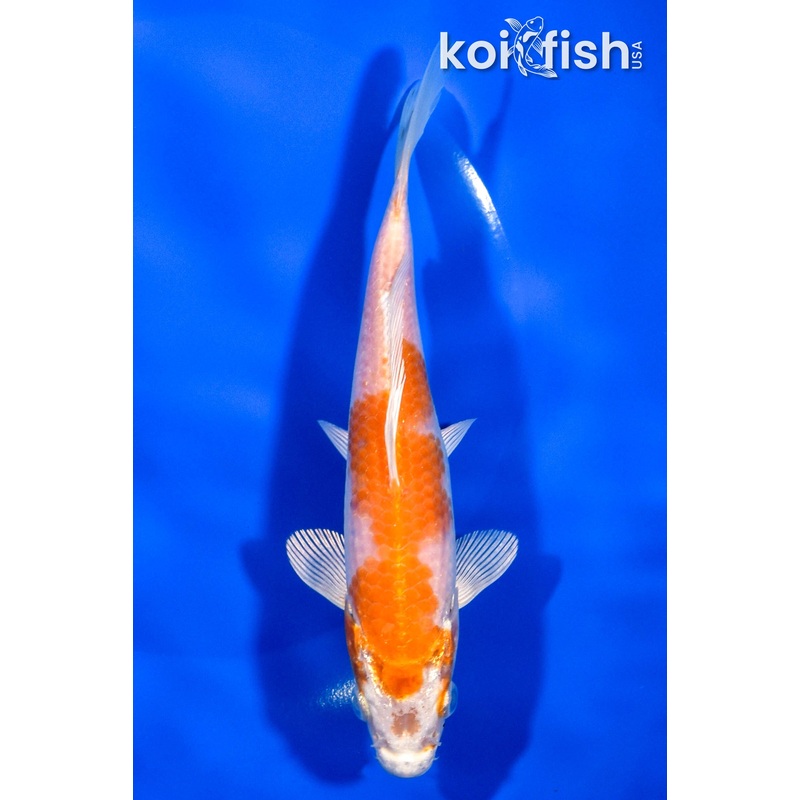 6.25" HARIWAKE