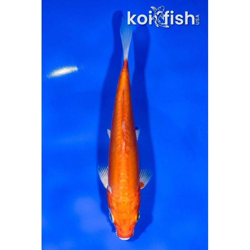 6.25" KIKUSUI