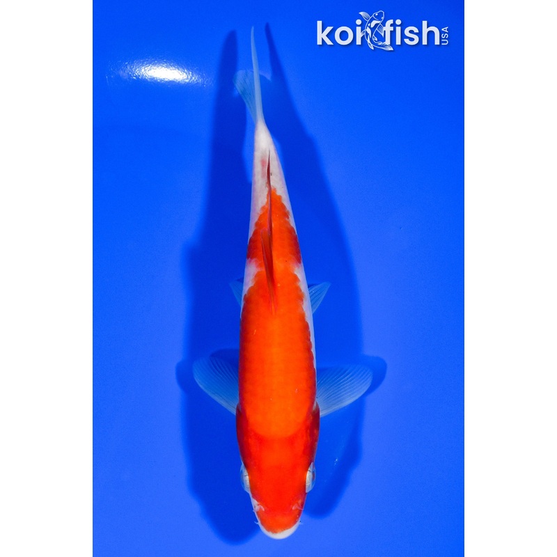6.25" KOHAKU