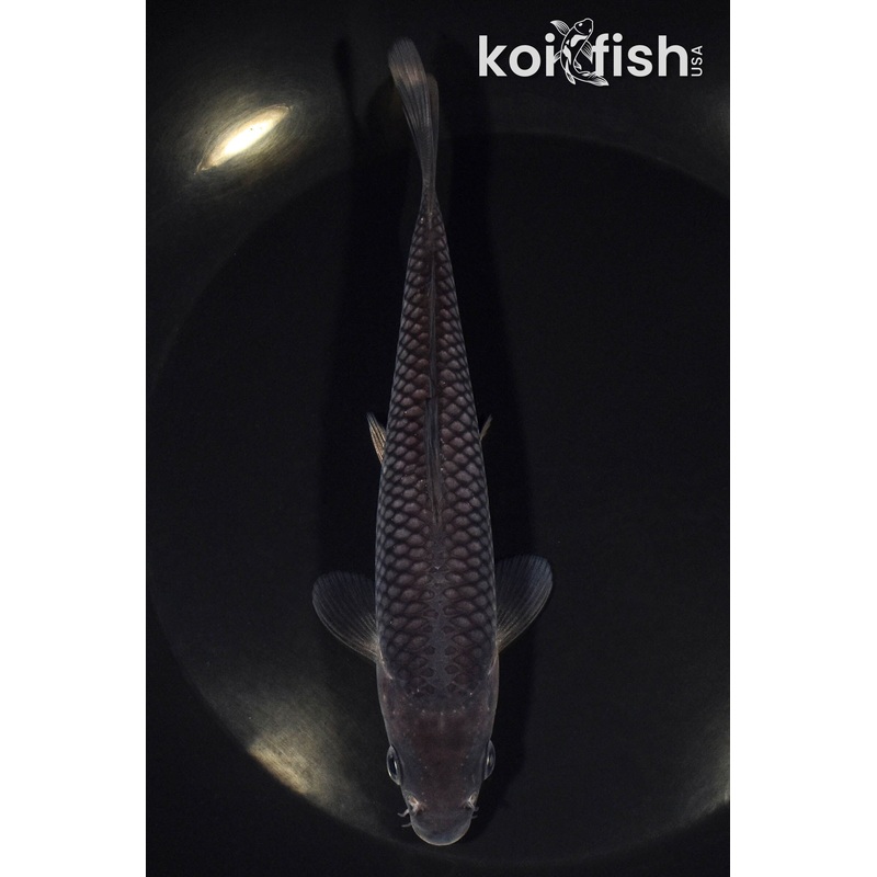 6.25" SOROGOI