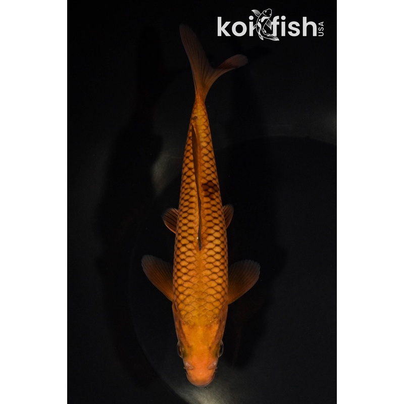 6.5" CHAGOI