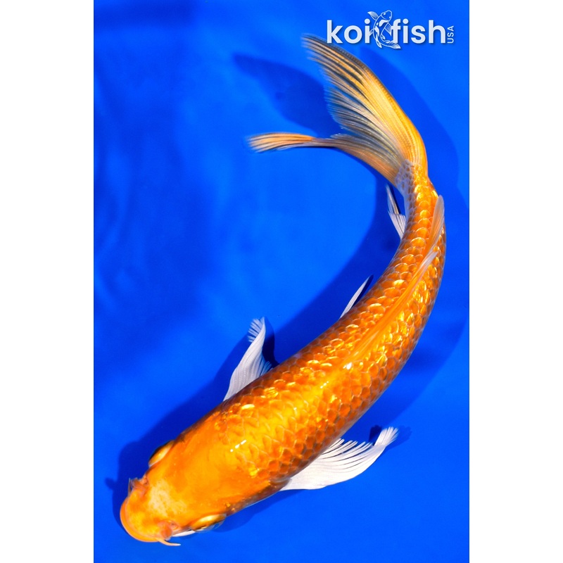 6.5" GINRIN ORENJI OGON BUTTERFLY
