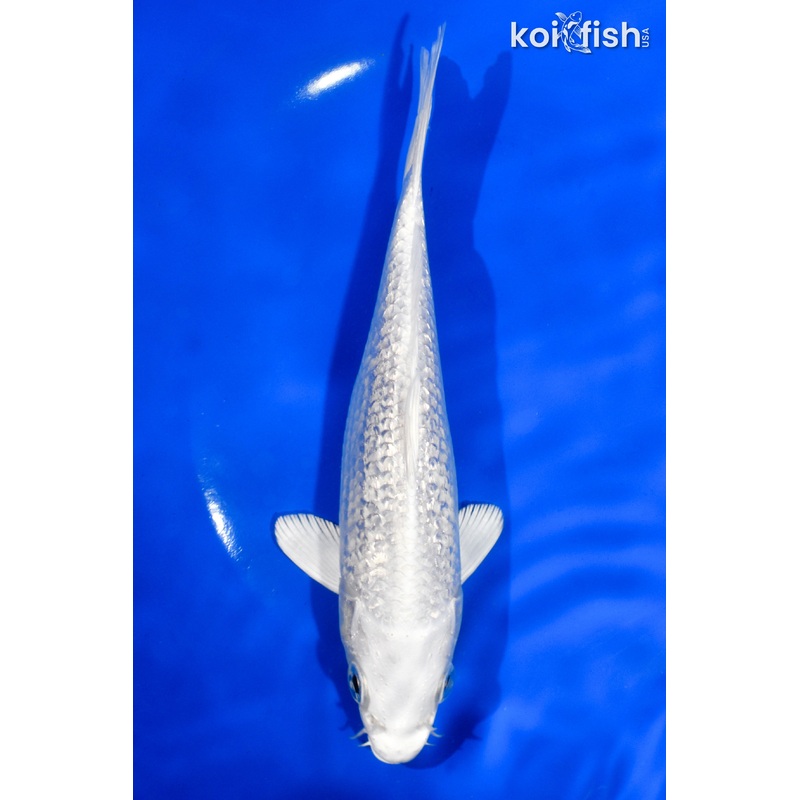 6.5" GINRIN PLAINUM OGON