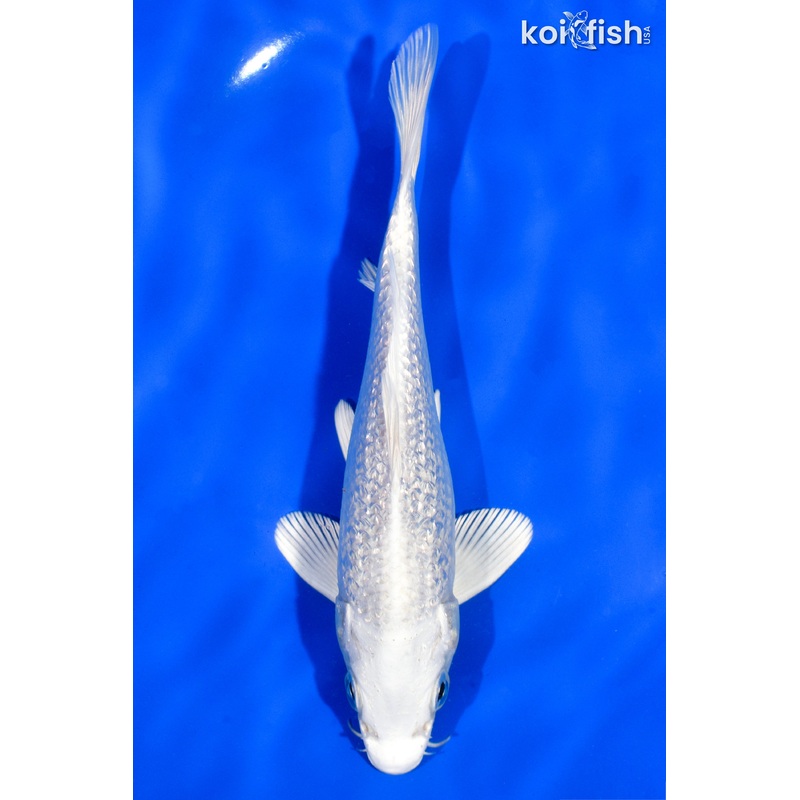 6.5" GINRIN PLATINUM OGON