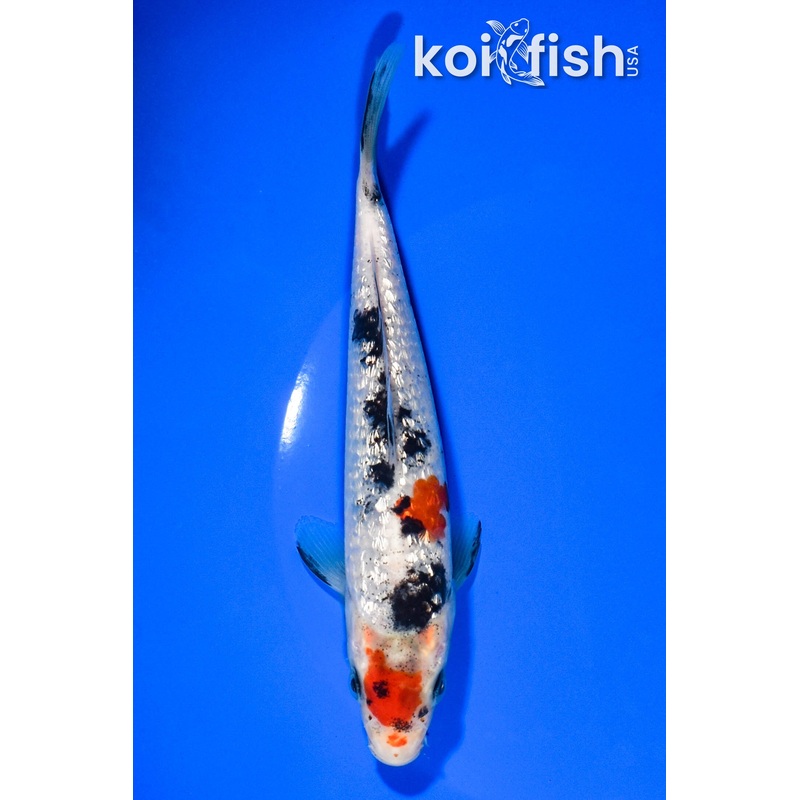 6.5" GINRIN SANKE