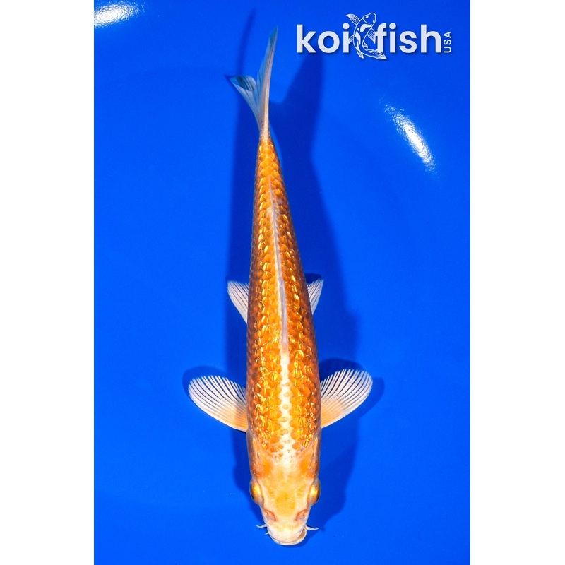 6.5" GINRIN YAMABUKI OGON