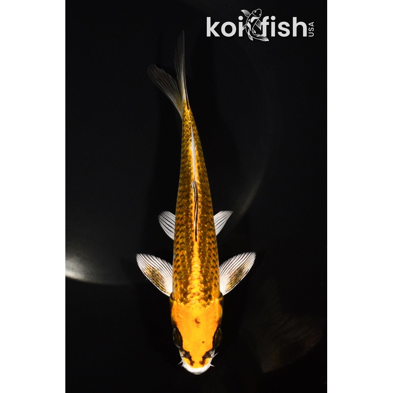 6.5" KI MATSUBA