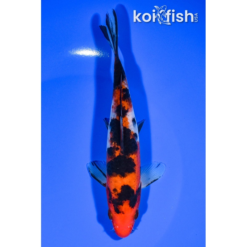 6.5" SANKE