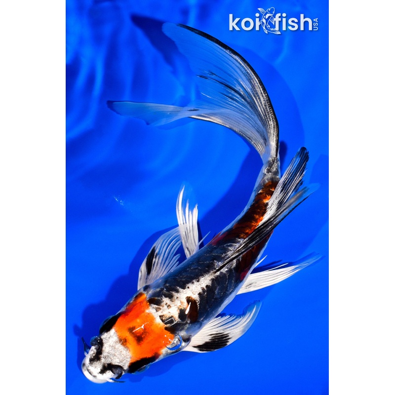 6.75" BENI KIKOKURYU BUTTERFLY