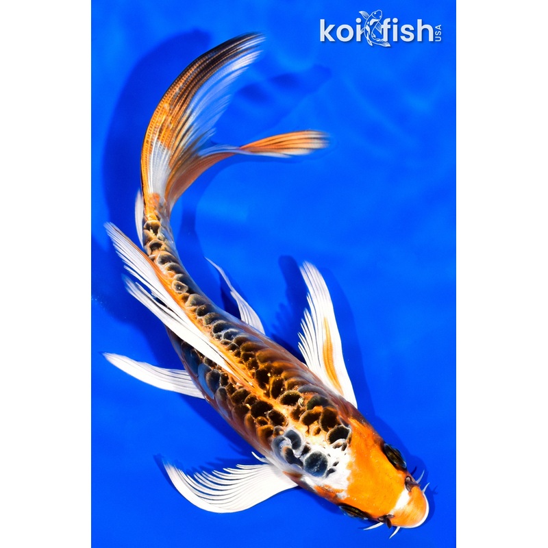 6.75" DOITSU KUJAKU BUTTERFLY