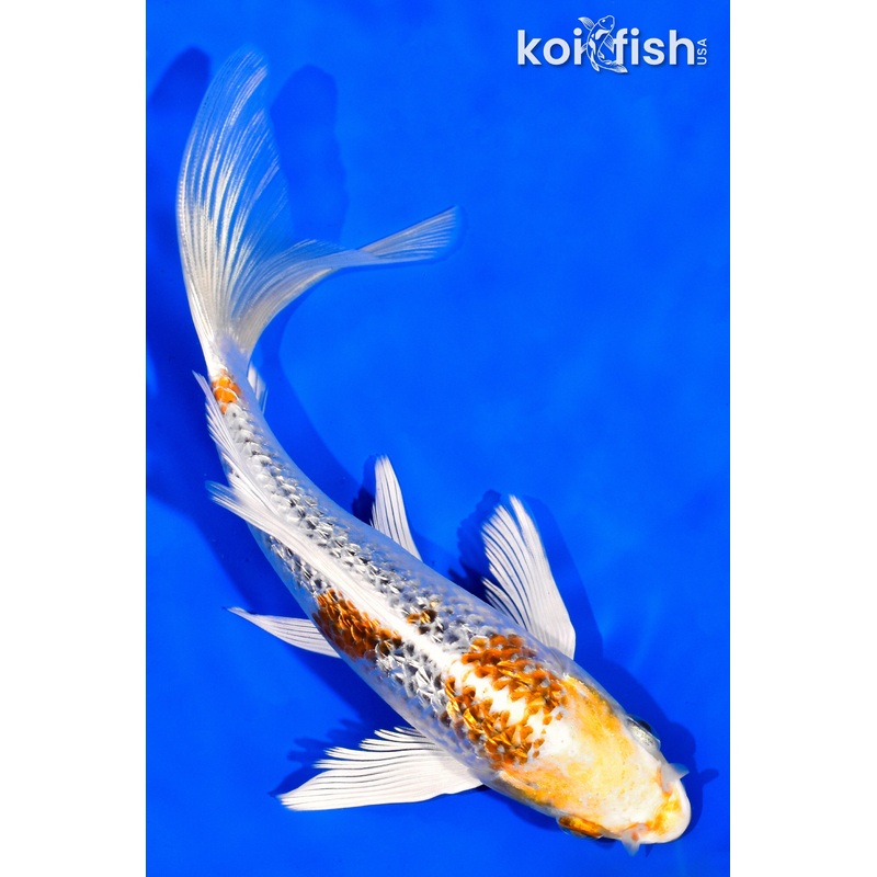 6.75" GINRIN KUJAKU BUTTERFLY