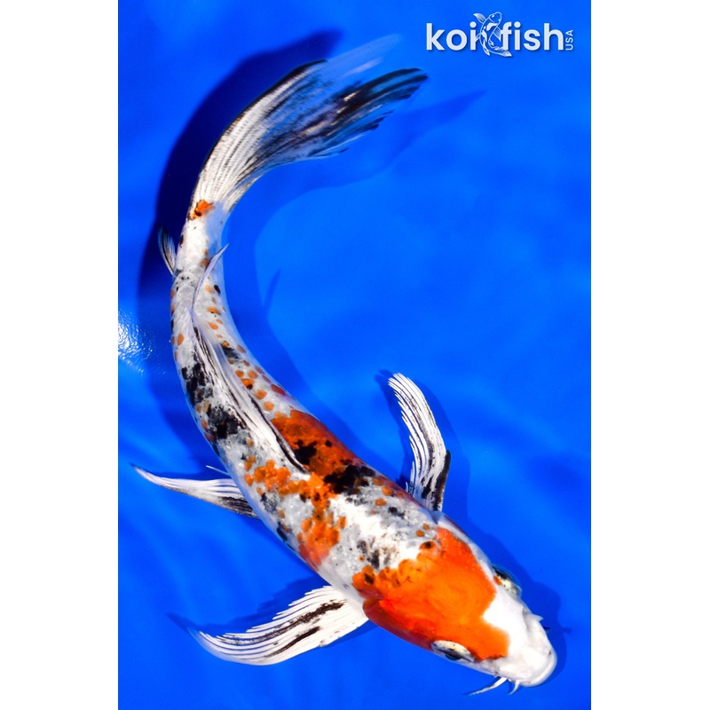 6.75" YAMATO NISHIKI BUTTERFLY