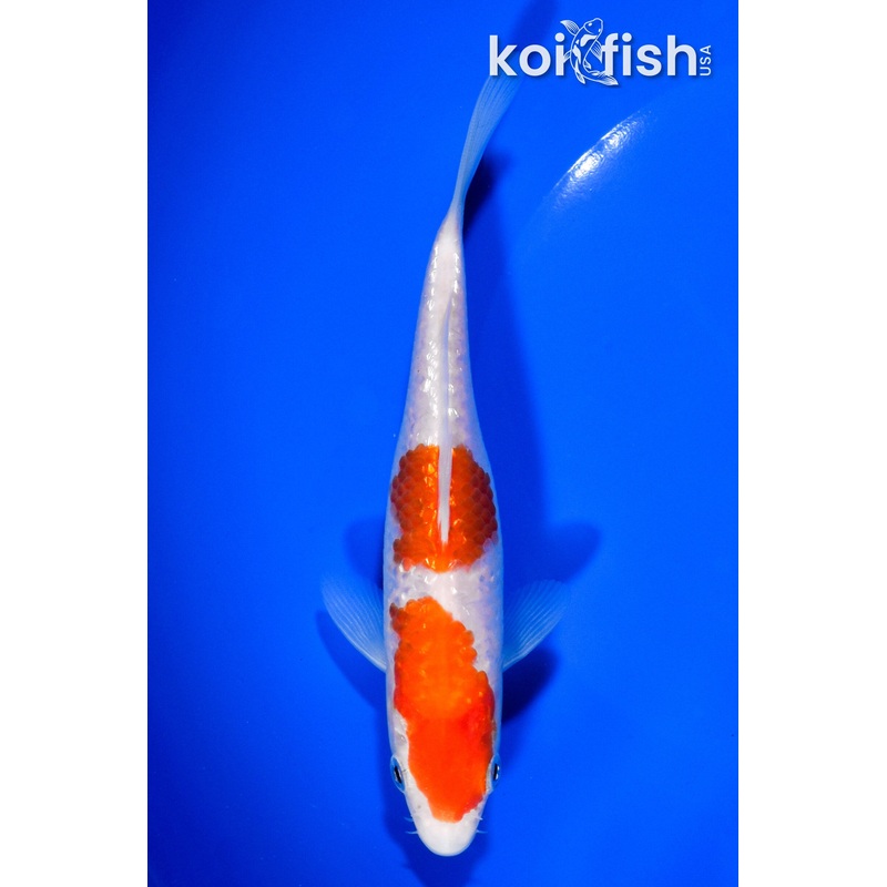6" GINRIN NIDAN KOHAKU