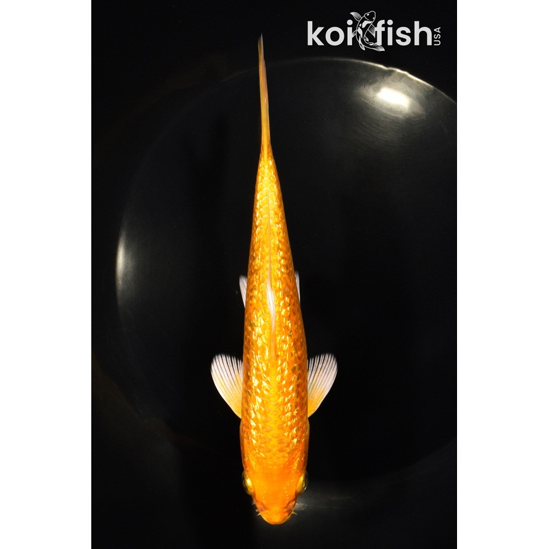 6" GINRIN YAMABUKI OGON