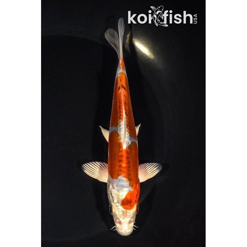 6" KIKUSUI