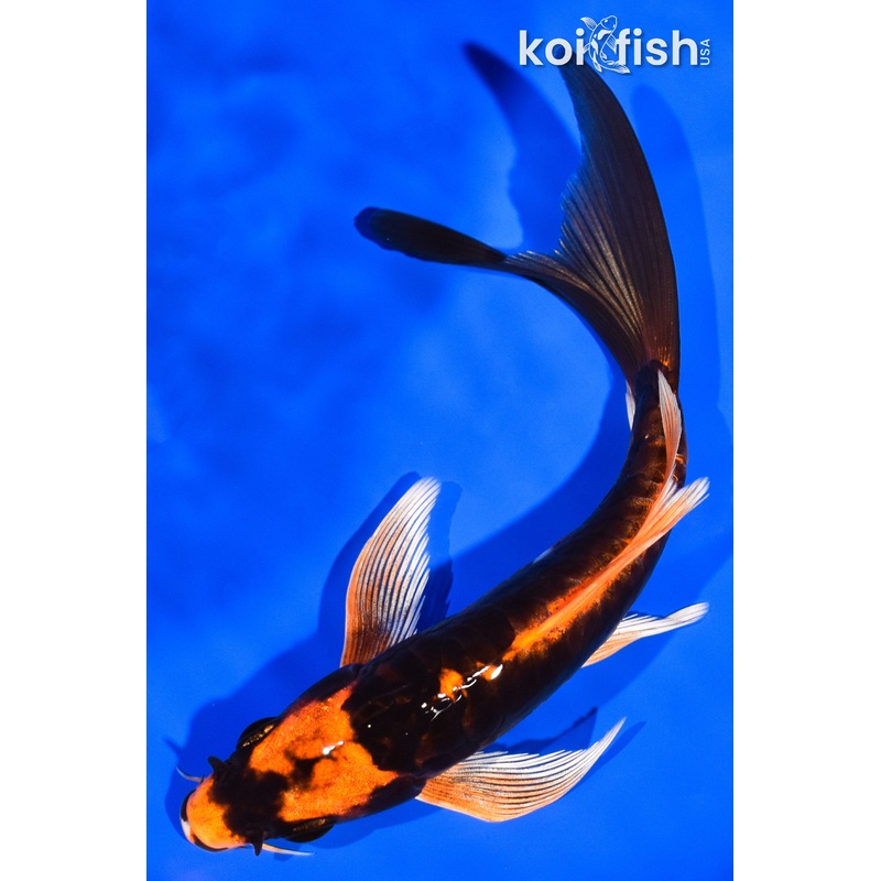 7.25" KABUTO BUTTERFLY