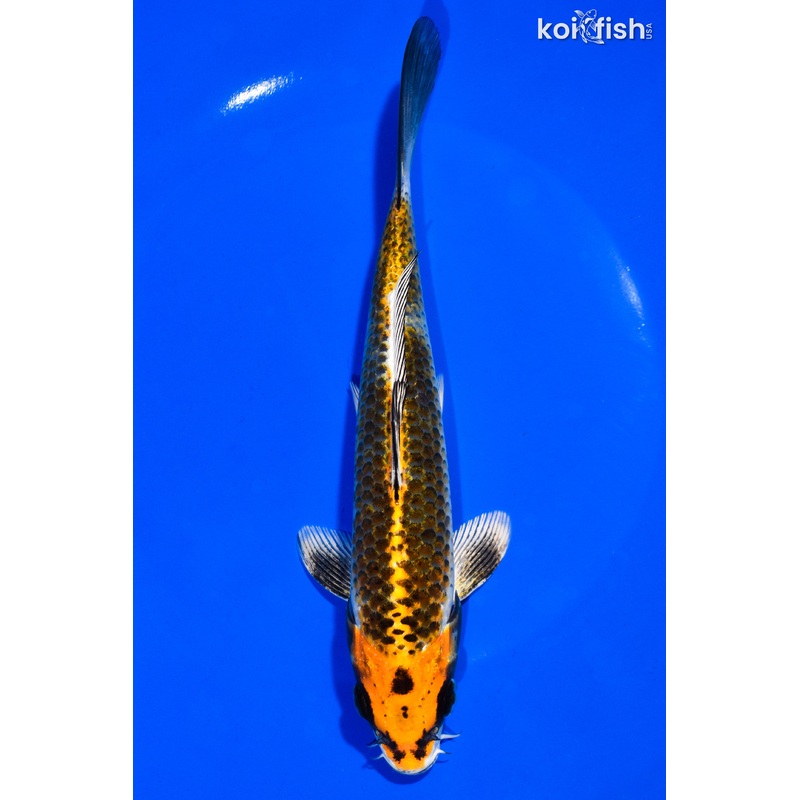 7.5" KUJAKU