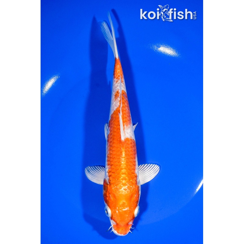 7.75" HARIWAKE