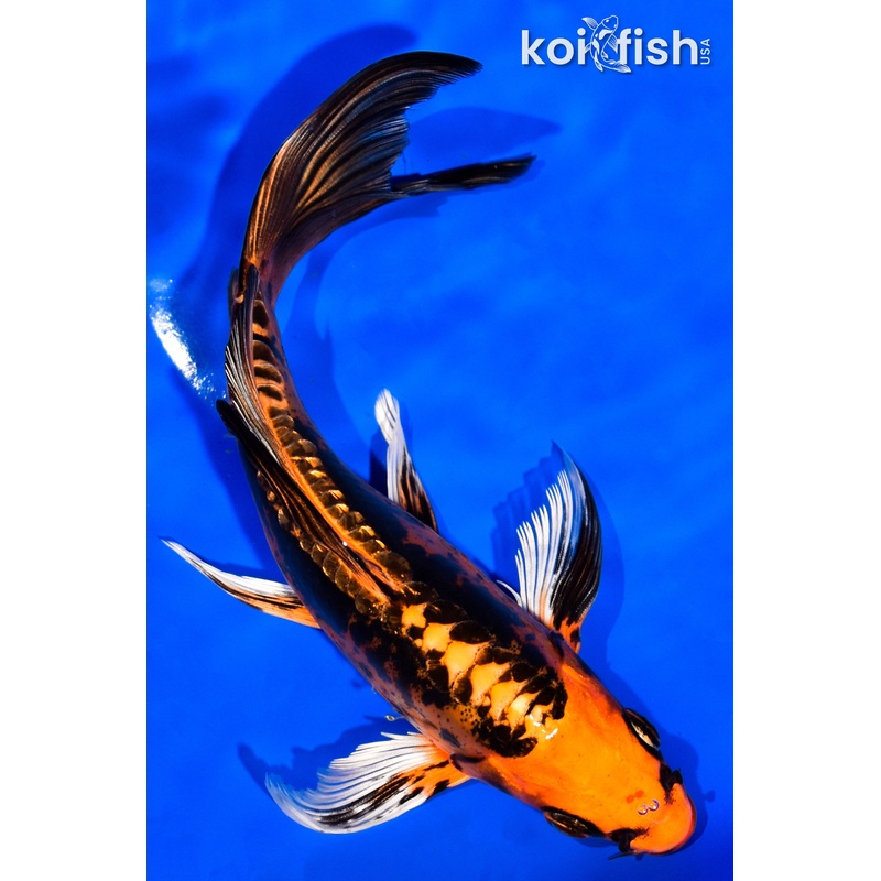 7" GINRIN DOITSU ORENJI MATSUBA BUTTERFLY