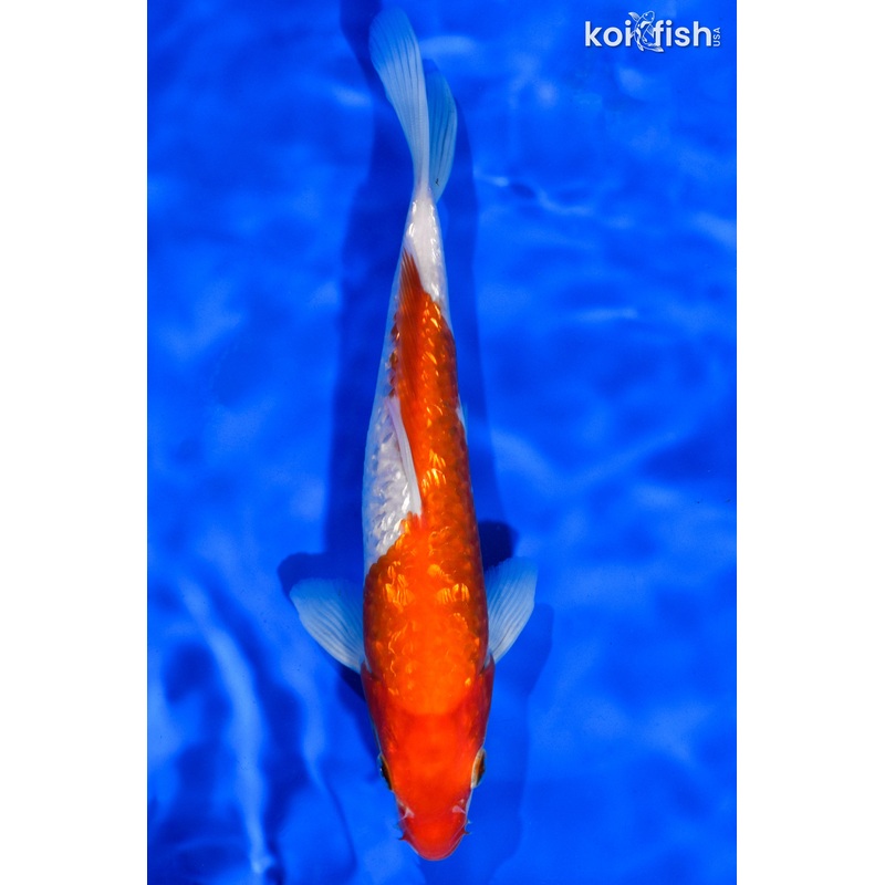 7" GINRIN KOHAKU