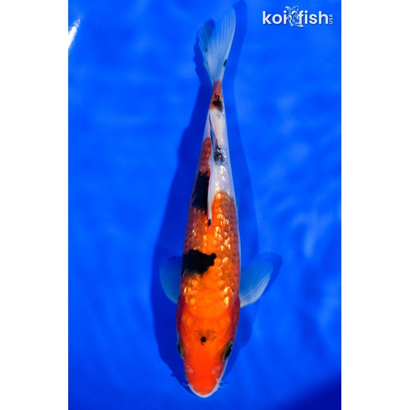 7" GINRIN SANKE