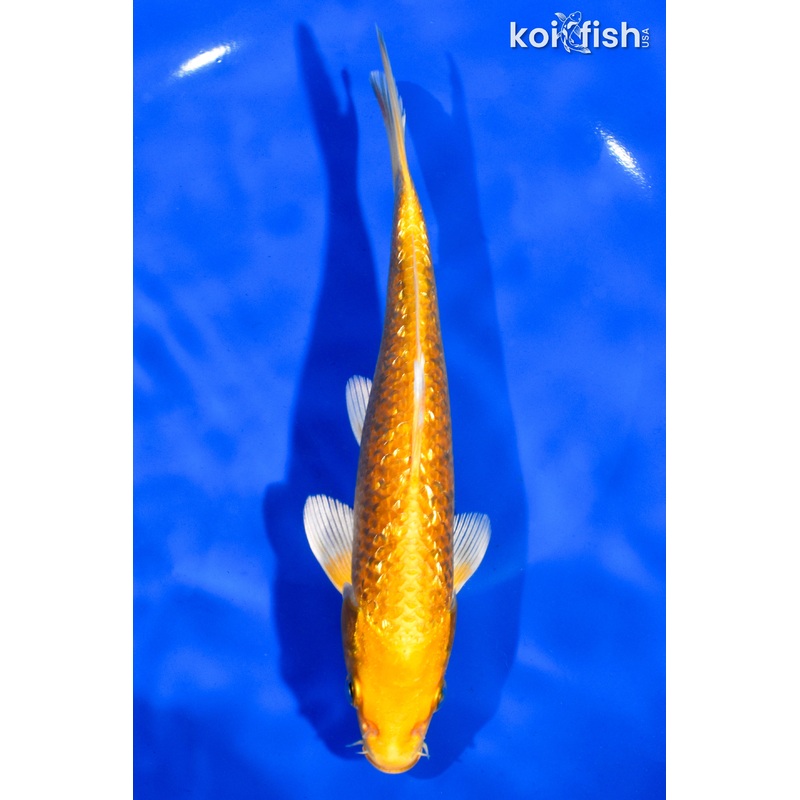 7" GINRIN YAMABUKI OGON