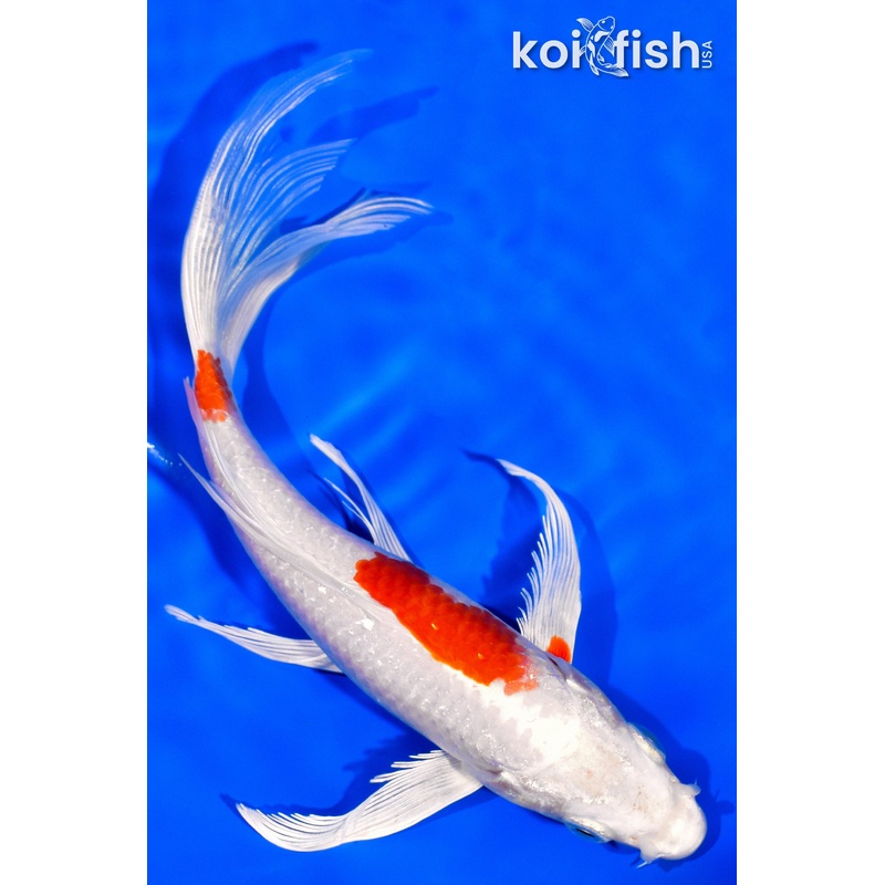 7" HARIWAKE BUTTERFLY