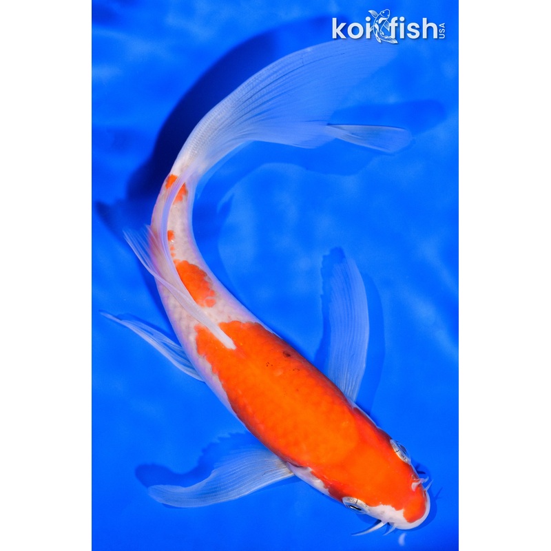 7" KOHAKU BUTTERFLY