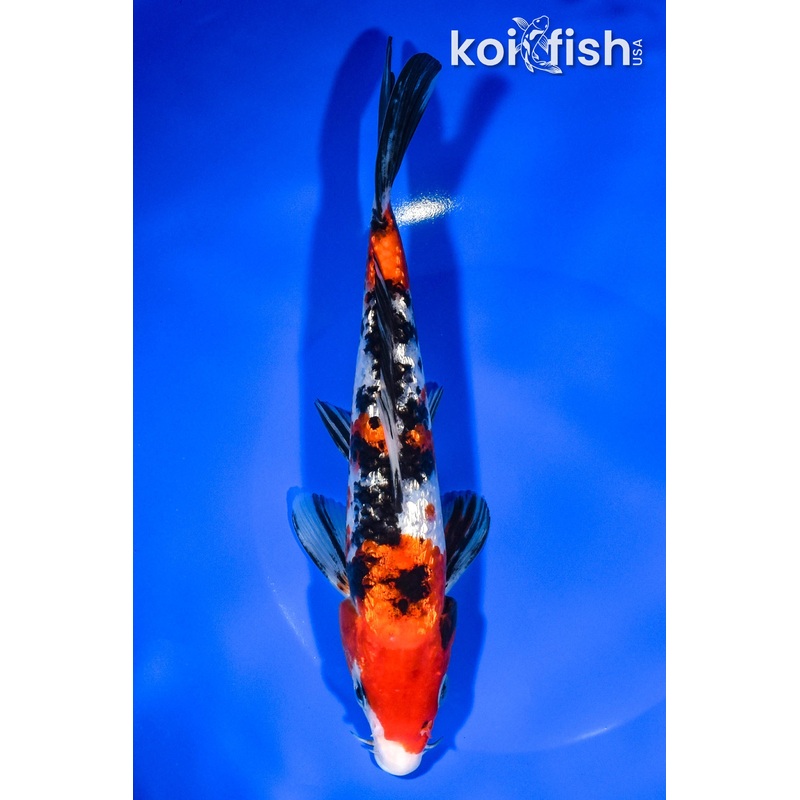 8.25" GINRIN SANKE