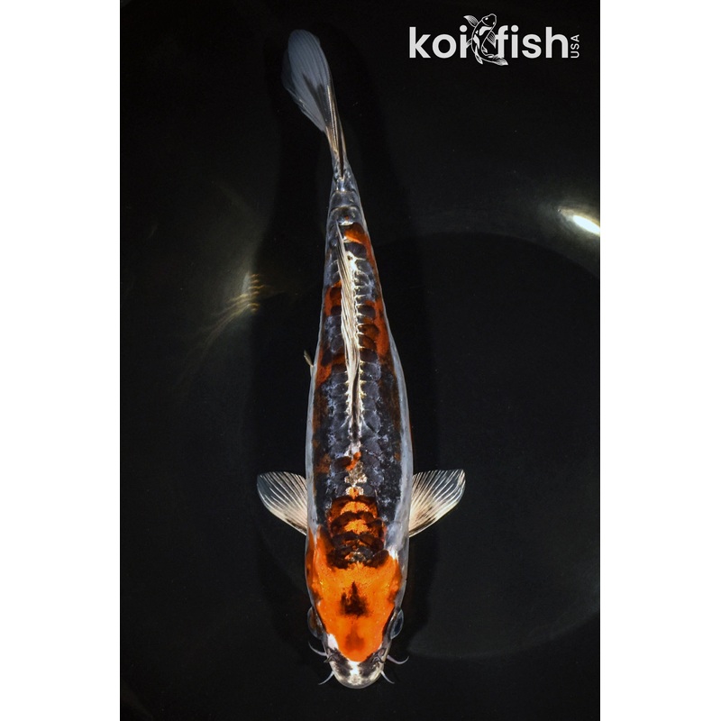 8.5" BENI KIKOKURYU