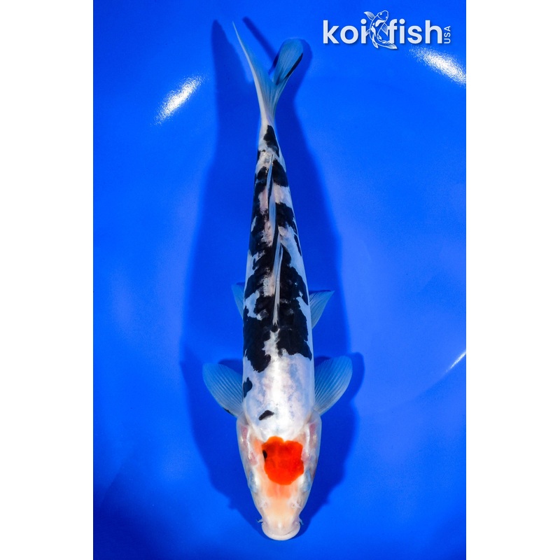8.5" DOITSU TANCHO SANKE