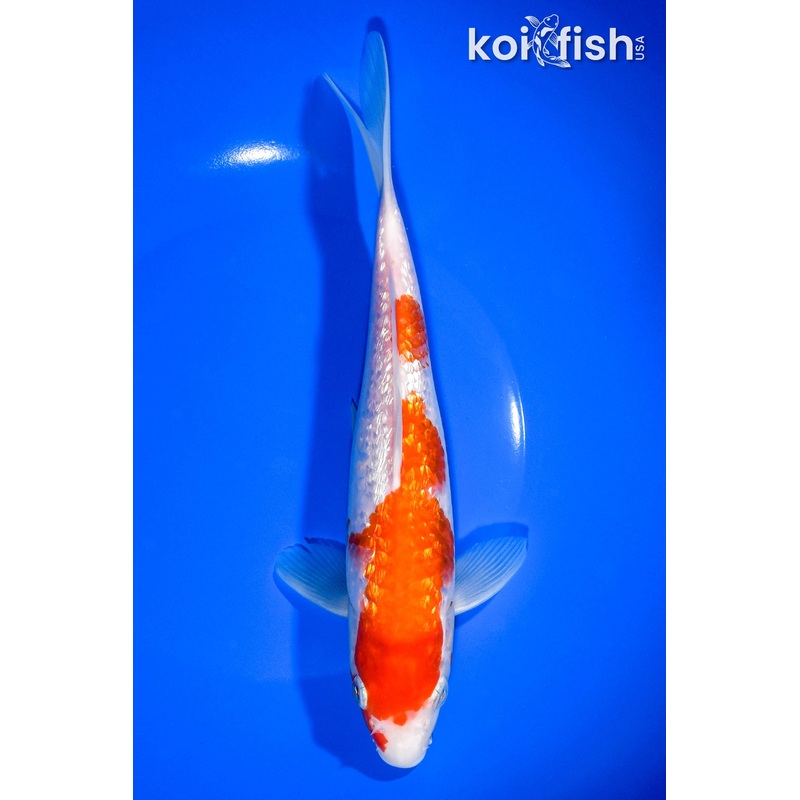 8.5" GINRIN KOHAKU