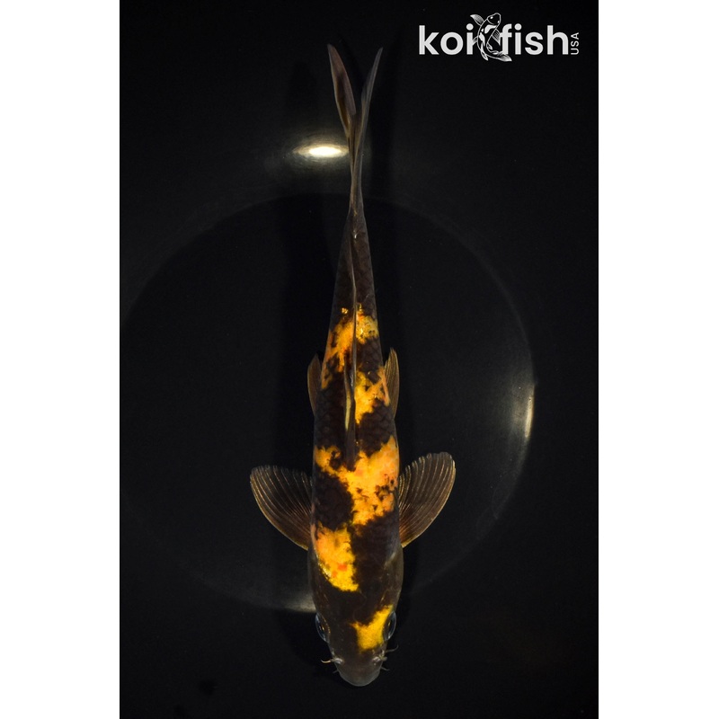 8.5" KIN KI UTSURI