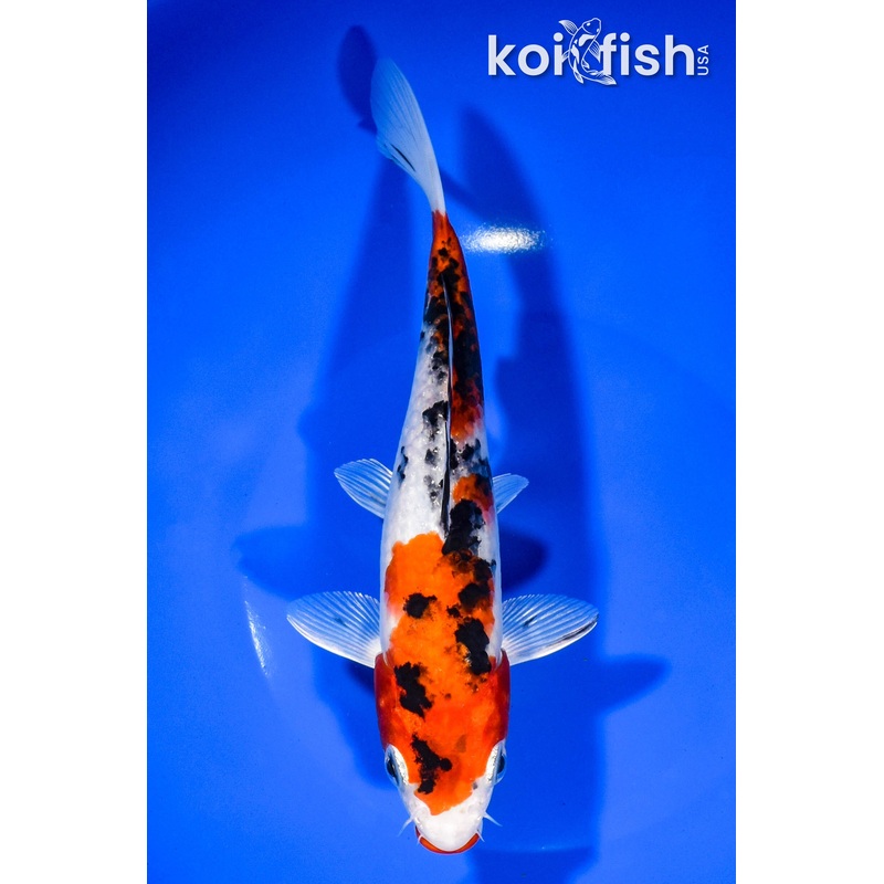 8" KUCHIBENI YAMATO NISHIKI