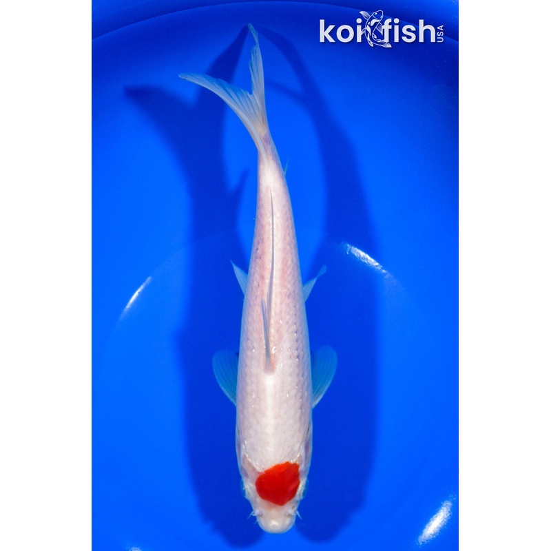 8" TANCHO KOHAKU