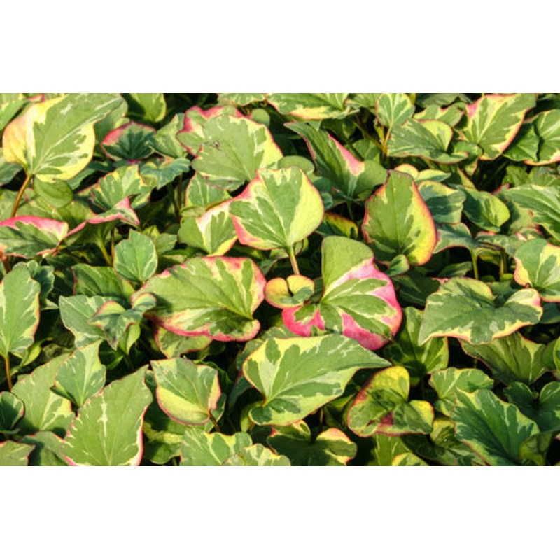 Chameleon-Houttuynia cordata variegata