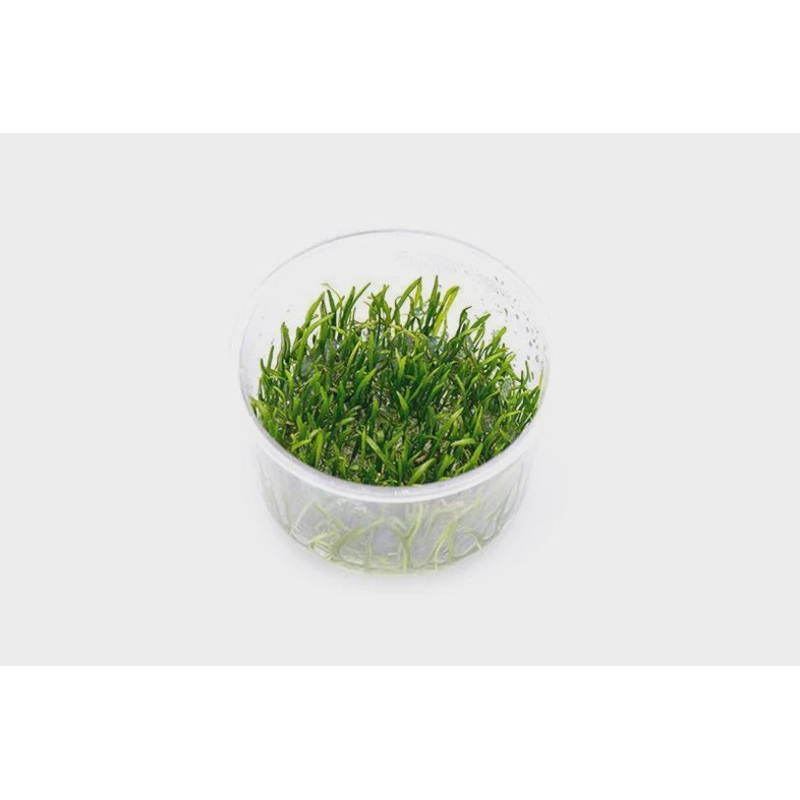 Micro Sword/ Lilaeopsis BRASILLINSIS