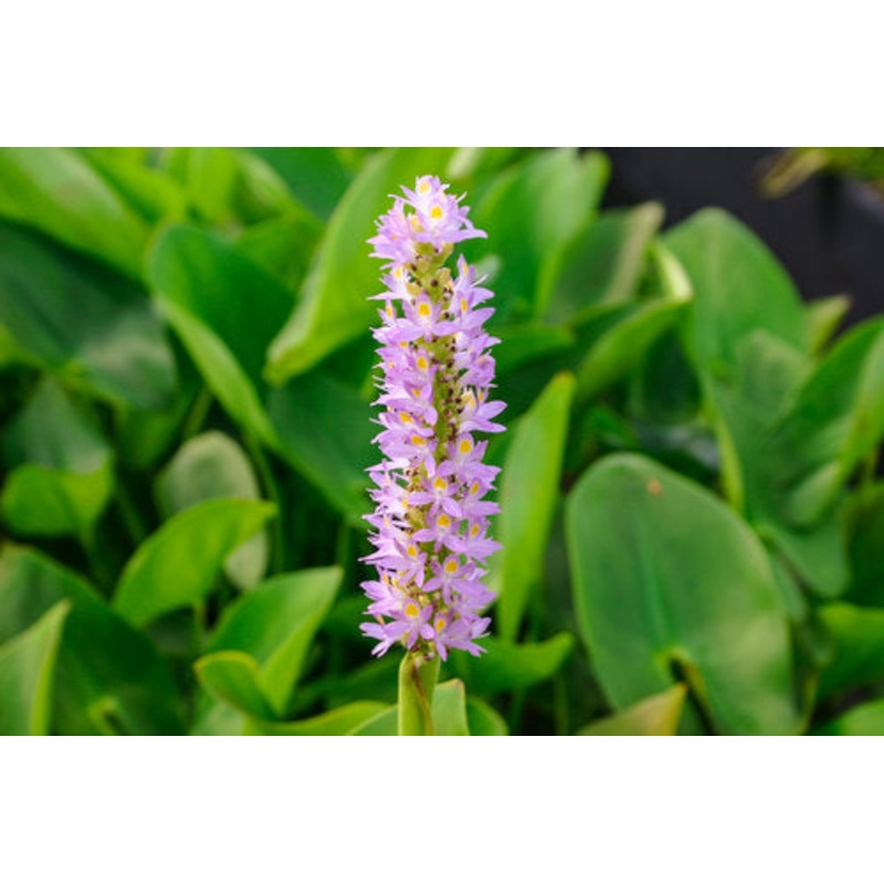 Pink Pickerel Rush
