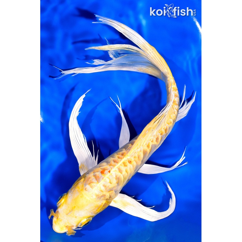10.25" DOITSU YAMABUKI OGON BUTTERFLY