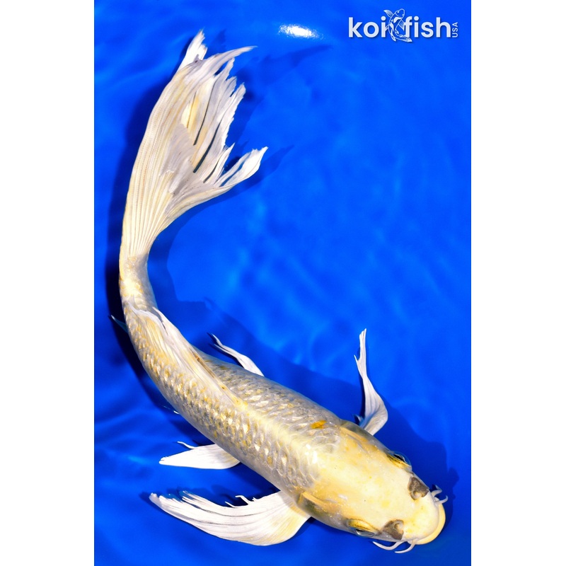 10.25" GINRIN KI MATSUBA BUTTERFLY