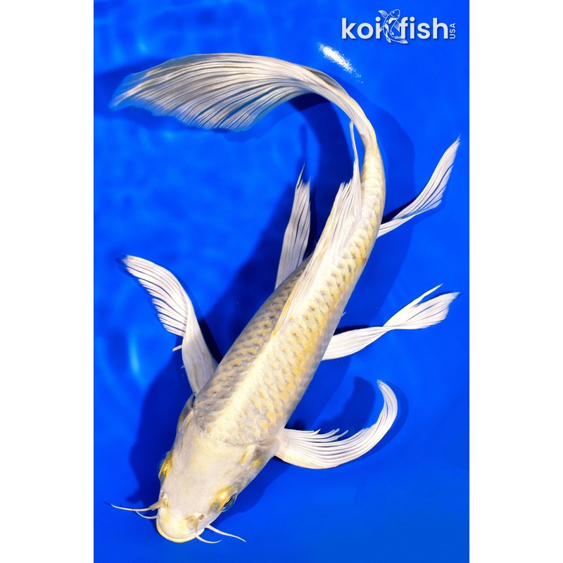 11.5" KI MATSUBA BUTTERFLY
