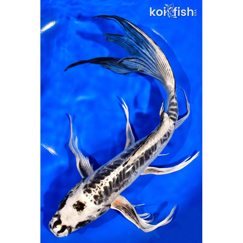 11.5" KIKOKURYU BUTTERFLY