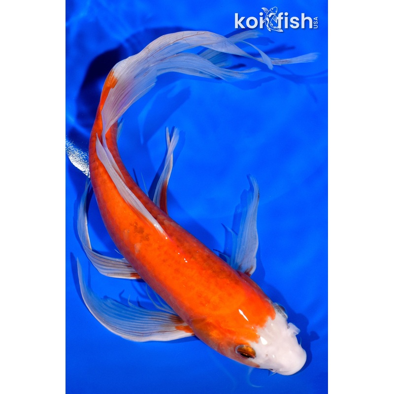 11" KOHAKU BUTTERFLY