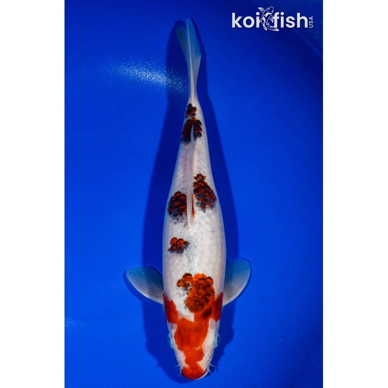 12.25" GOROMO